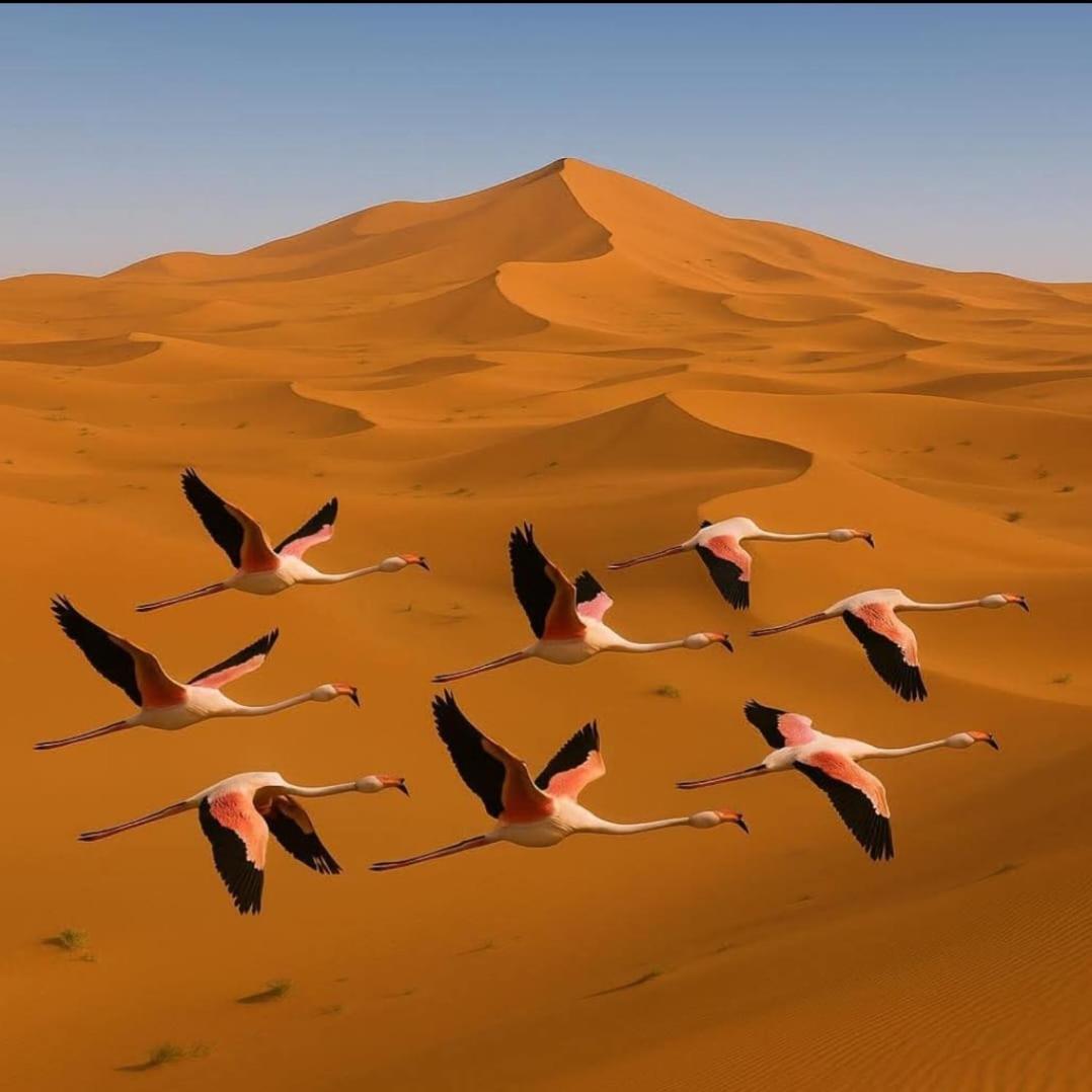 Salambo Tente Merzouga Exterior photo